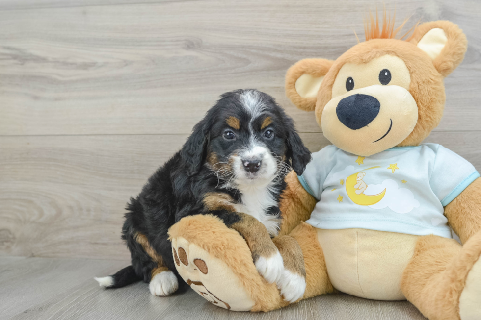 Happy Mini Bernedoodle Baby