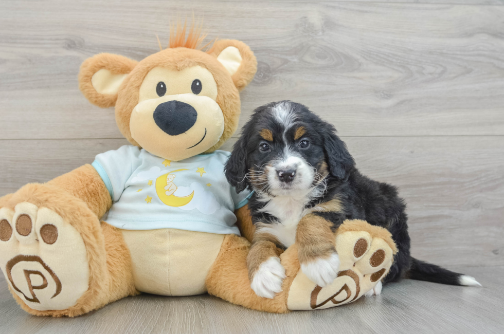 5 week old Mini Bernedoodle Puppy For Sale - Seaside Pups