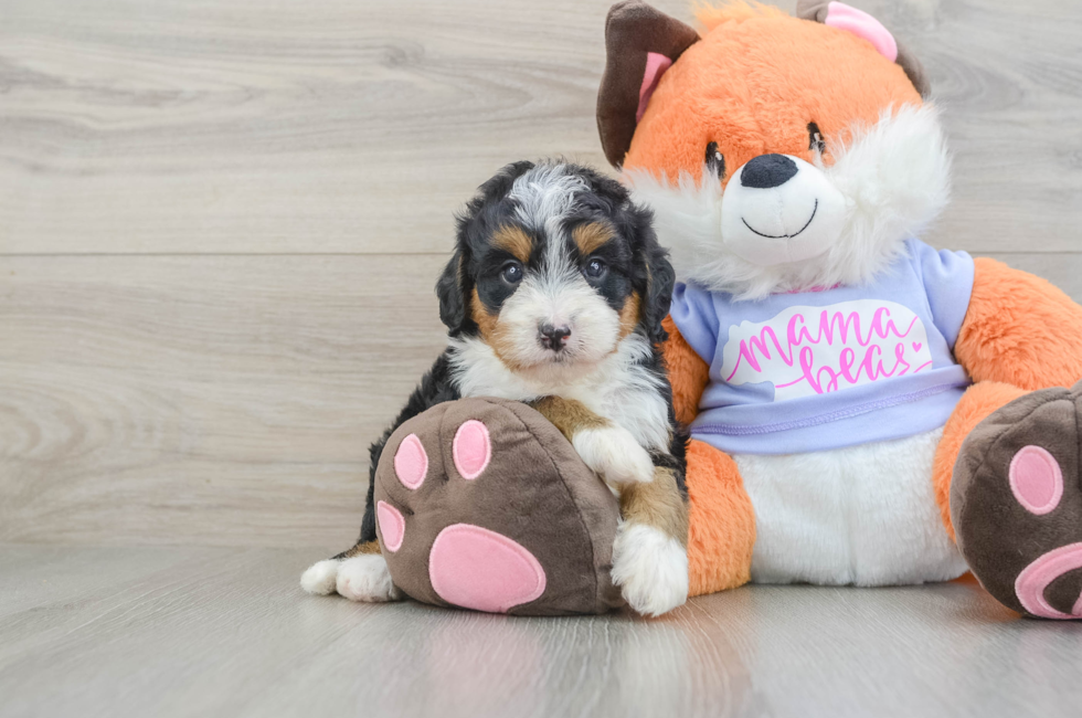 5 week old Mini Bernedoodle Puppy For Sale - Seaside Pups