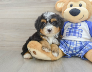 8 week old Mini Bernedoodle Puppy For Sale - Seaside Pups
