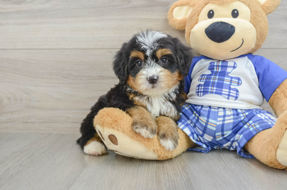 8 week old Mini Bernedoodle Puppy For Sale - Seaside Pups