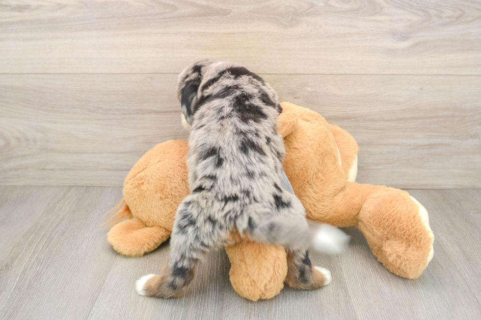 Best Mini Bernedoodle Baby