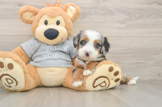 Fluffy Mini Bernedoodle Poodle Mix Pup