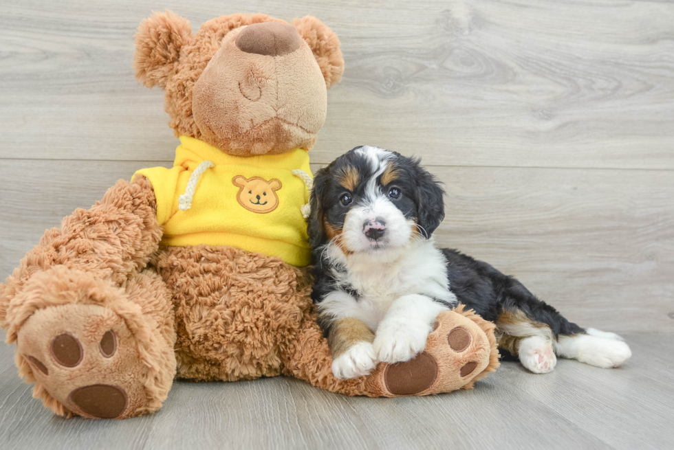 Mini Bernedoodle Pup Being Cute