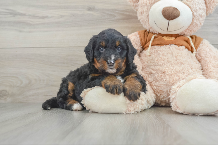 Mini Bernedoodle Puppy for Adoption