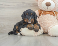 7 week old Mini Bernedoodle Puppy For Sale - Seaside Pups