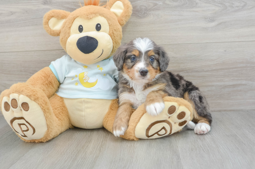 6 week old Mini Bernedoodle Puppy For Sale - Seaside Pups