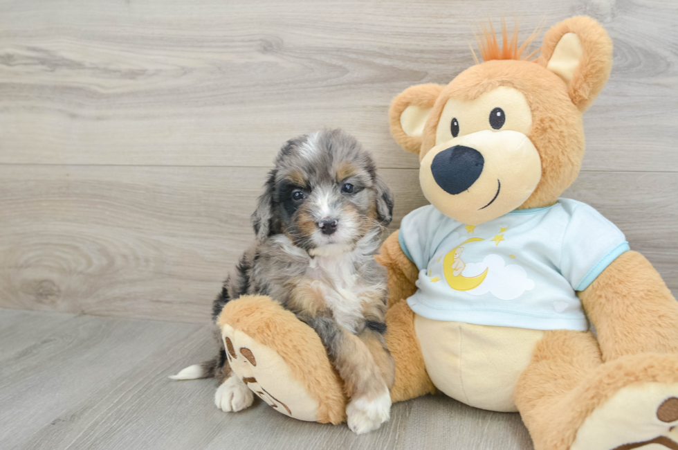 5 week old Mini Bernedoodle Puppy For Sale - Seaside Pups