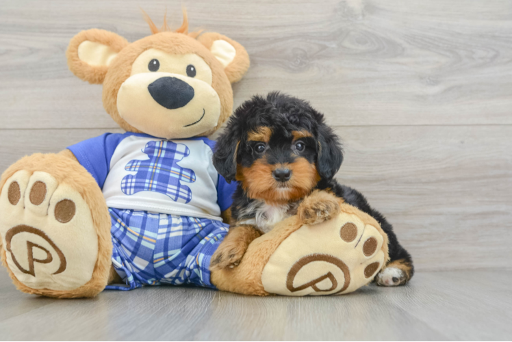 Best Mini Bernedoodle Baby