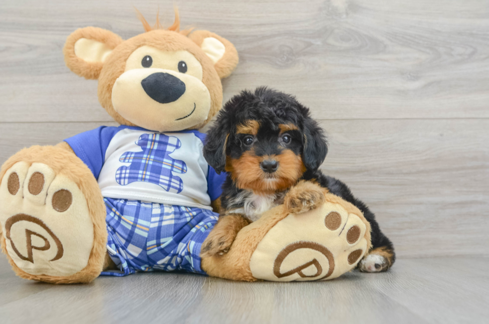 8 week old Mini Bernedoodle Puppy For Sale - Seaside Pups