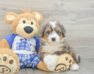 7 week old Mini Bernedoodle Puppy For Sale - Seaside Pups