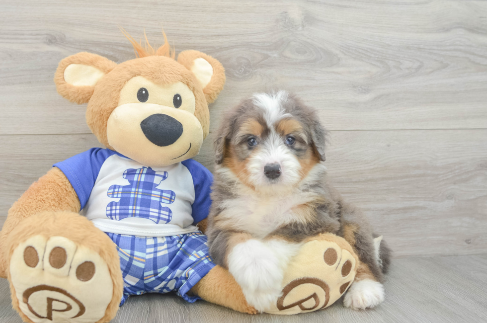 7 week old Mini Bernedoodle Puppy For Sale - Seaside Pups