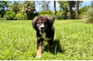 Best Mini Bernedoodle Baby