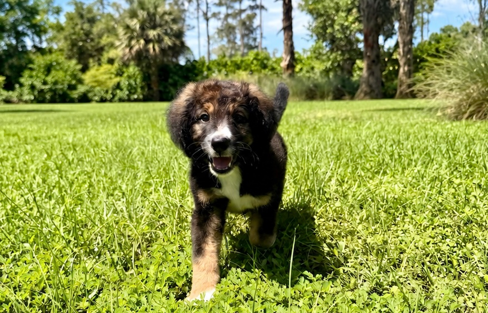 Best Mini Bernedoodle Baby