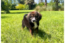 Cute Mini Bernedoodle Poodle Mix Pup