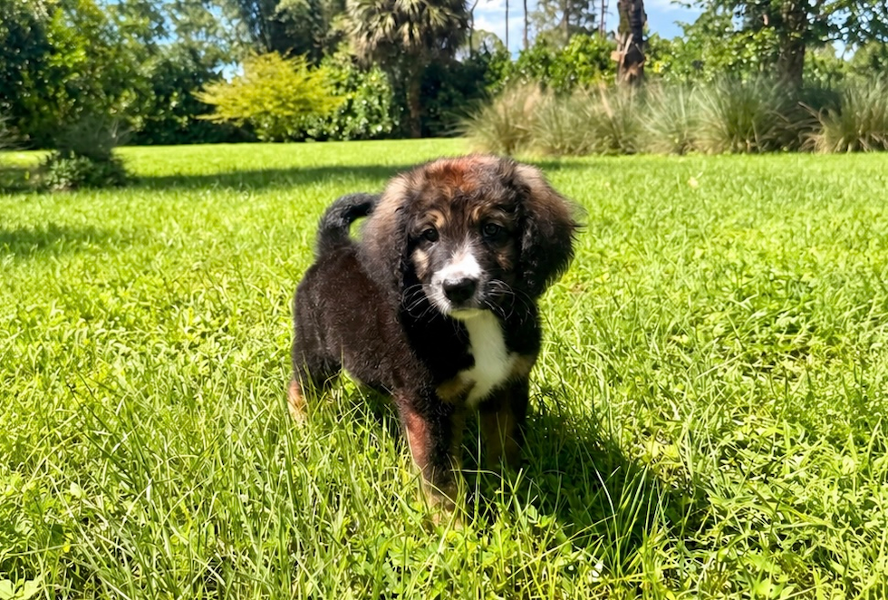 Cute Mini Bernedoodle Poodle Mix Pup