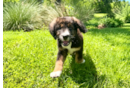 Best Mini Bernedoodle Baby