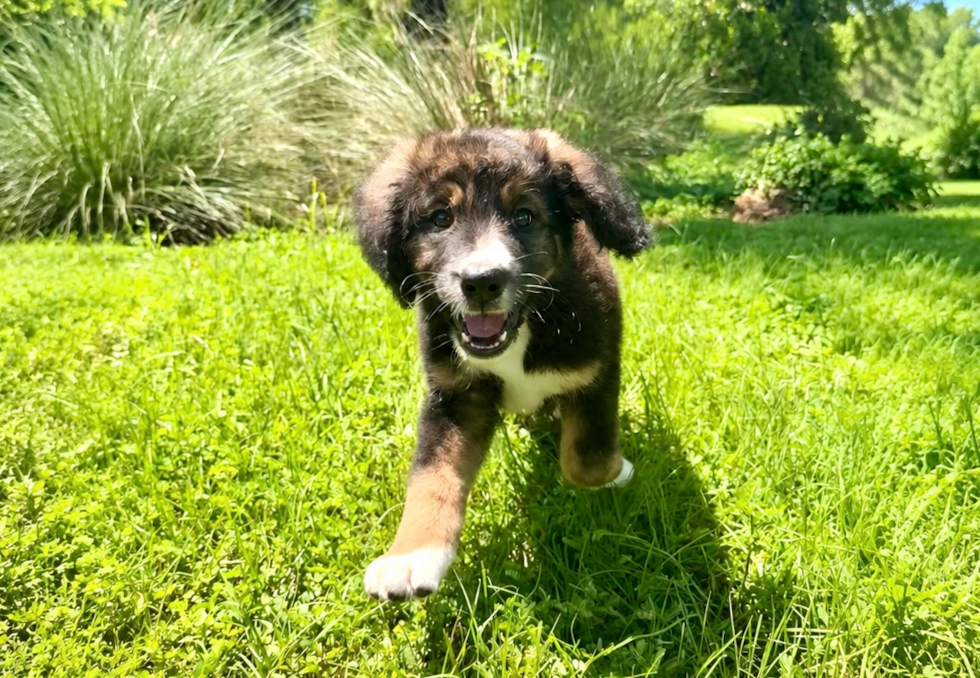 Best Mini Bernedoodle Baby