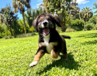 8 week old Mini Bernedoodle Puppy For Sale - Seaside Pups