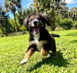 8 week old Mini Bernedoodle Puppy For Sale - Seaside Pups