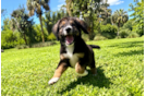 Cute Mini Bernedoodle Poodle Mix Pup