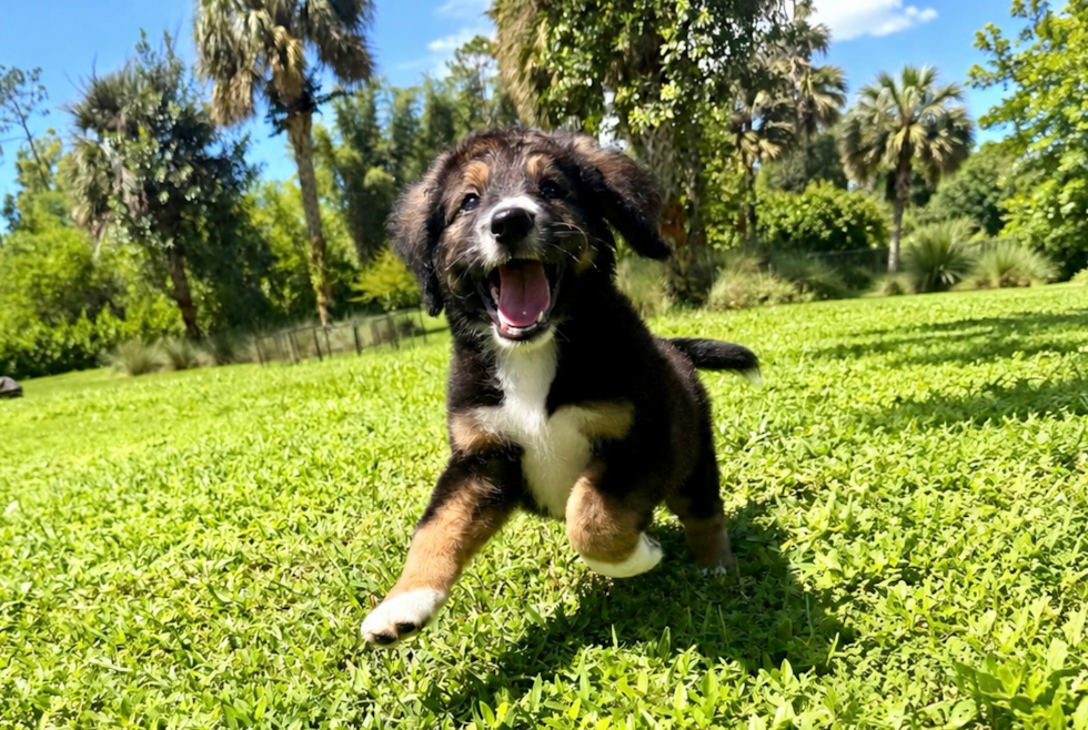 Cute Mini Bernedoodle Poodle Mix Pup