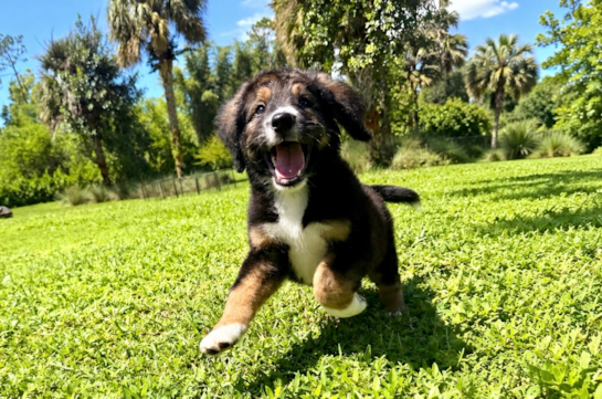 Cute Mini Bernedoodle Poodle Mix Pup