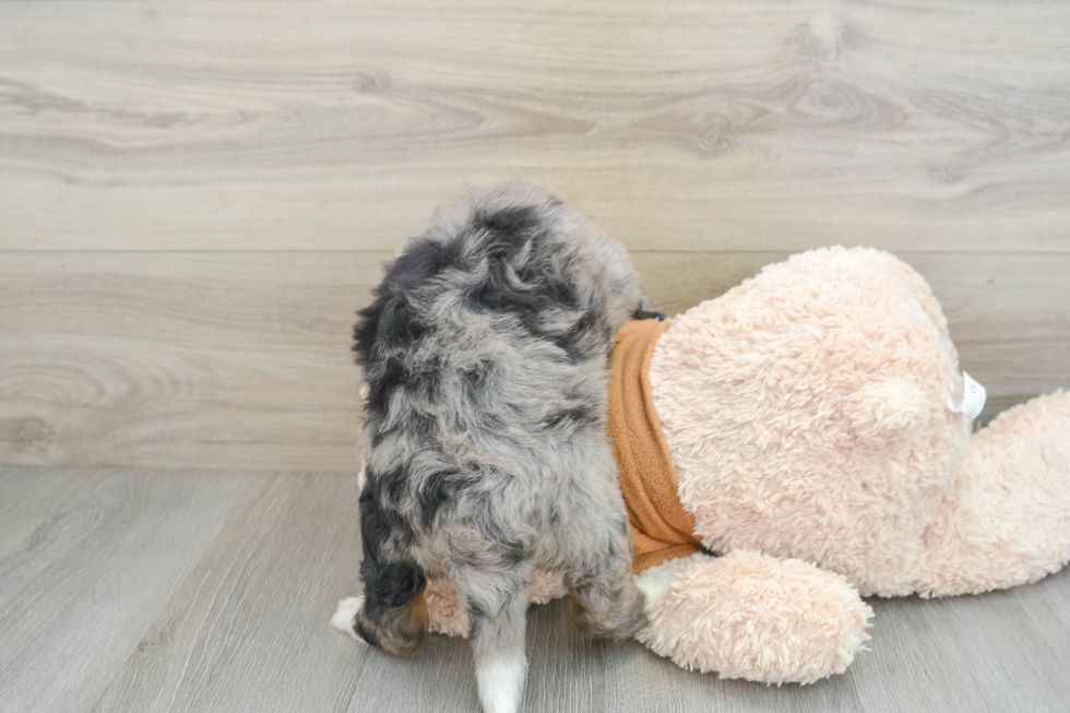 Best Mini Bernedoodle Baby