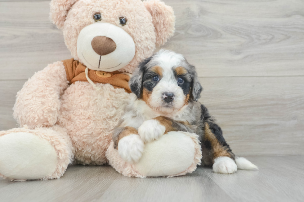 Adorable Mini Bernesedoodle Poodle Mix Puppy