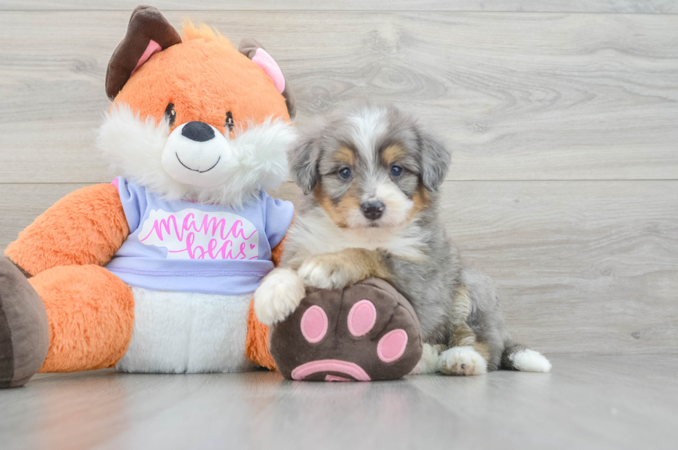 5 week old Mini Bernedoodle Puppy For Sale - Seaside Pups