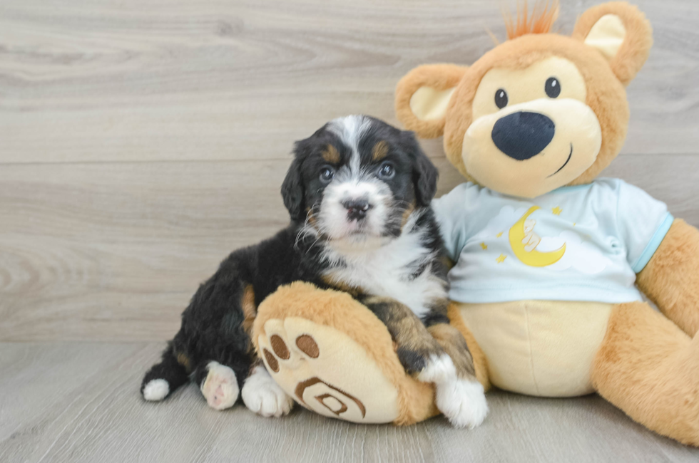 6 week old Mini Bernedoodle Puppy For Sale - Seaside Pups