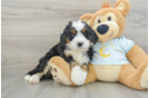 Mini Bernedoodle Puppy for Adoption