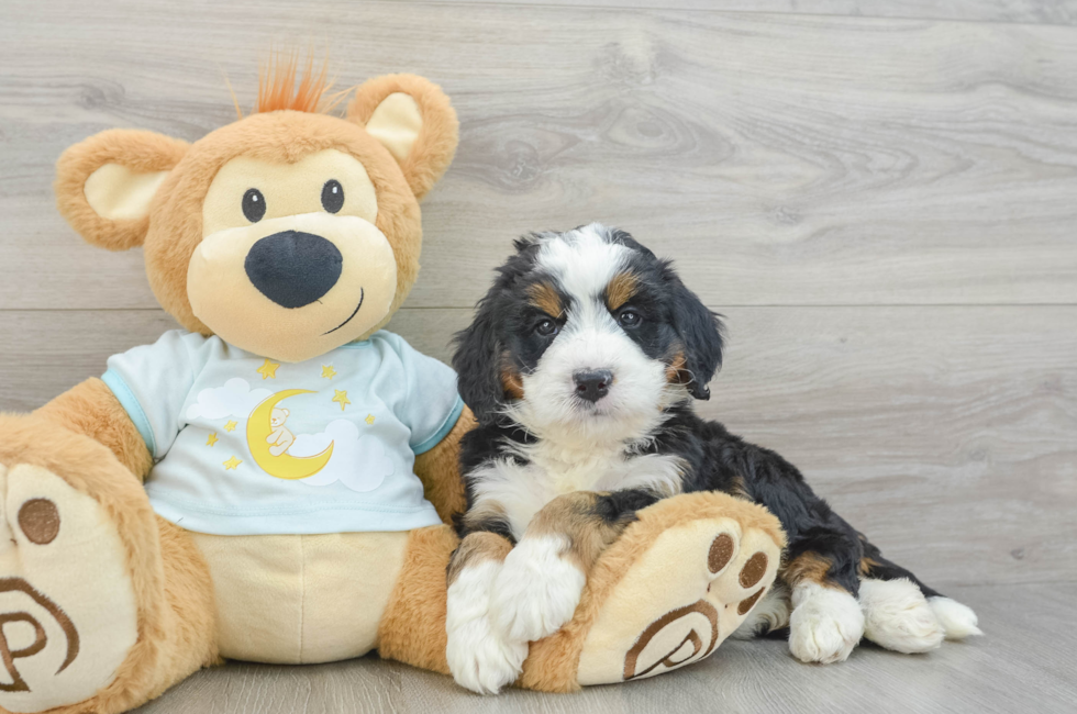 5 week old Mini Bernedoodle Puppy For Sale - Seaside Pups