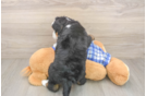 Mini Bernedoodle Puppy for Adoption