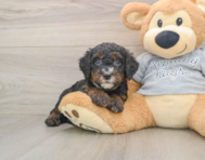 8 week old Mini Bernedoodle Puppy For Sale - Seaside Pups