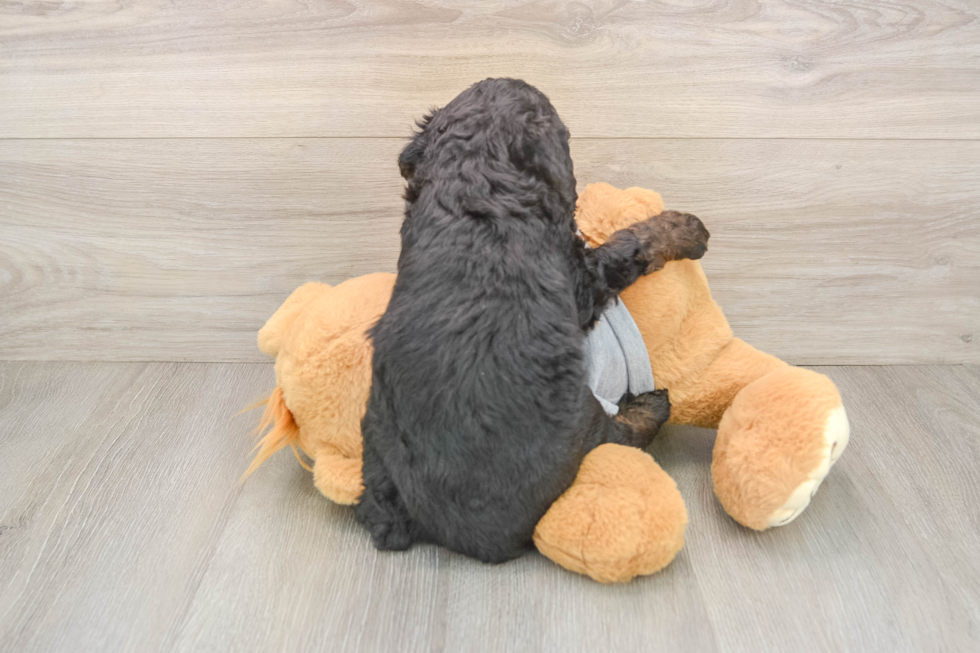 Cute Mini Bernedoodle Baby