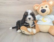 7 week old Mini Bernedoodle Puppy For Sale - Seaside Pups
