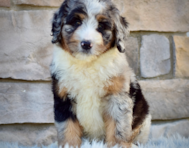 10 week old Mini Bernedoodle Puppy For Sale - Seaside Pups