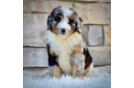 Best Mini Bernedoodle Baby