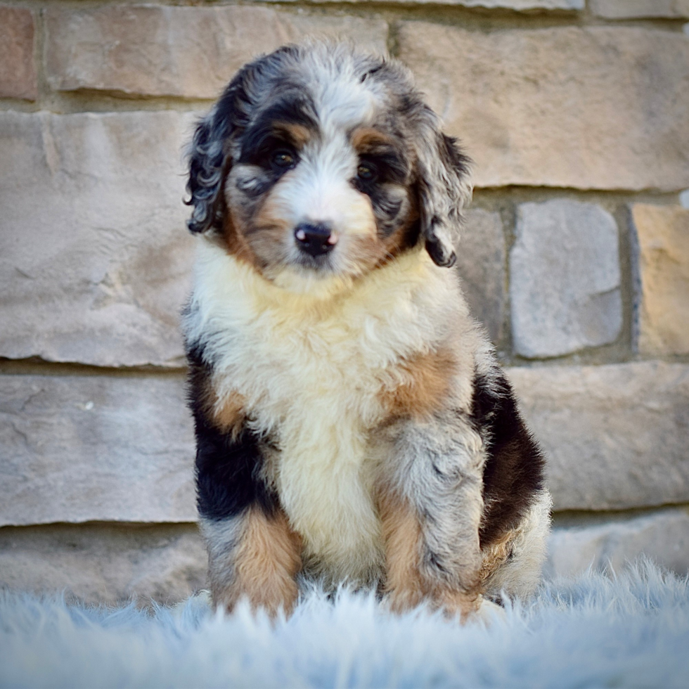 Best Mini Bernedoodle Baby