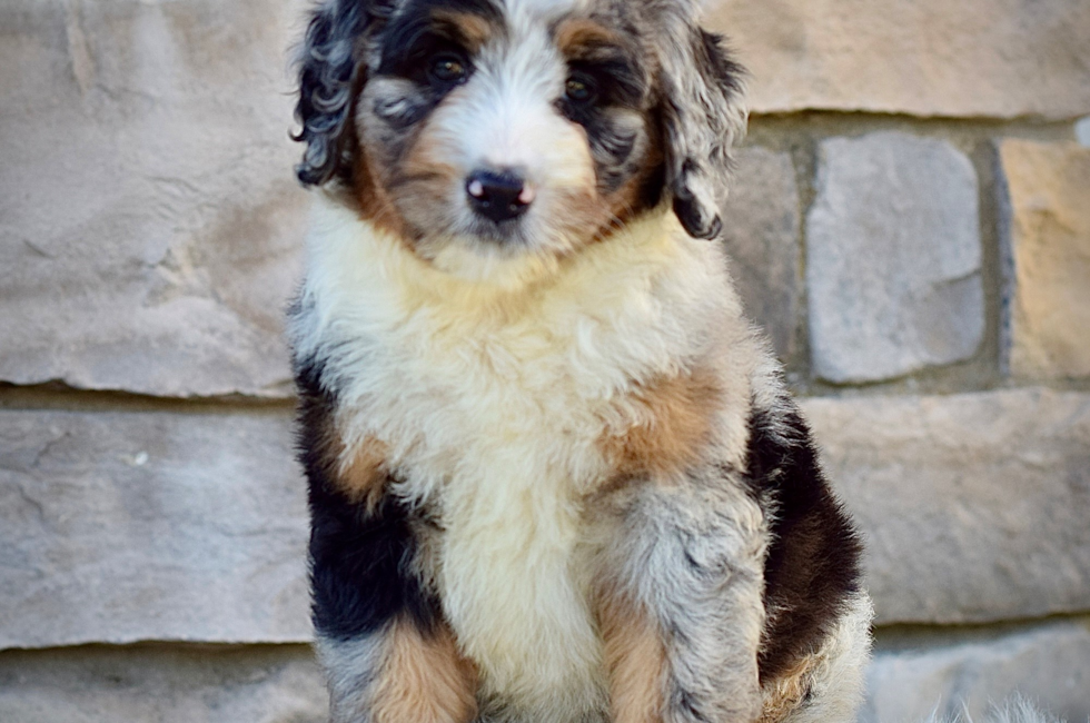 9 week old Mini Bernedoodle Puppy For Sale - Seaside Pups