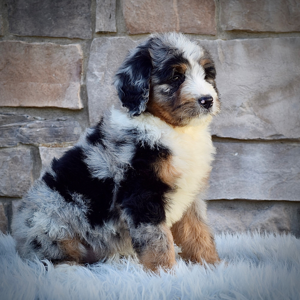 Mini Bernedoodle Pup Being Cute