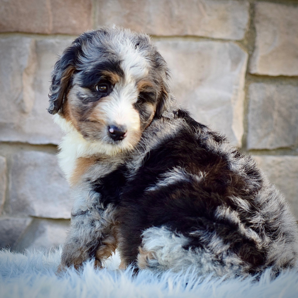 Best Mini Bernedoodle Baby