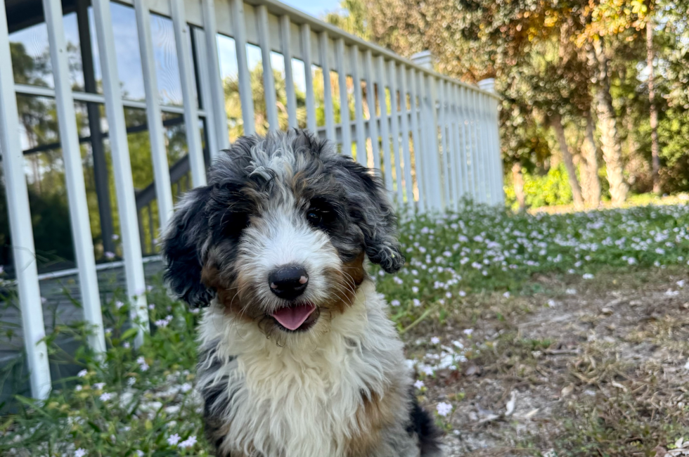 11 week old Mini Bernedoodle Puppy For Sale - Seaside Pups