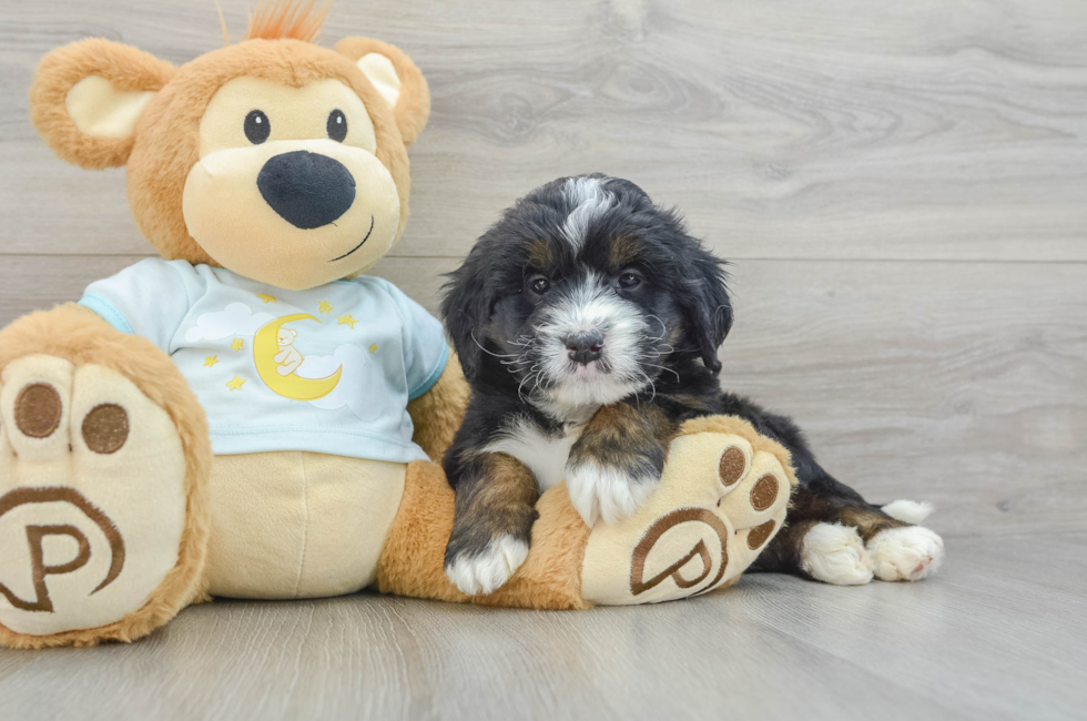 5 week old Mini Bernedoodle Puppy For Sale - Seaside Pups