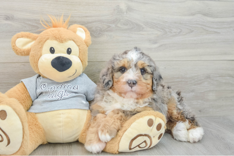 Mini Bernedoodle Puppy for Adoption