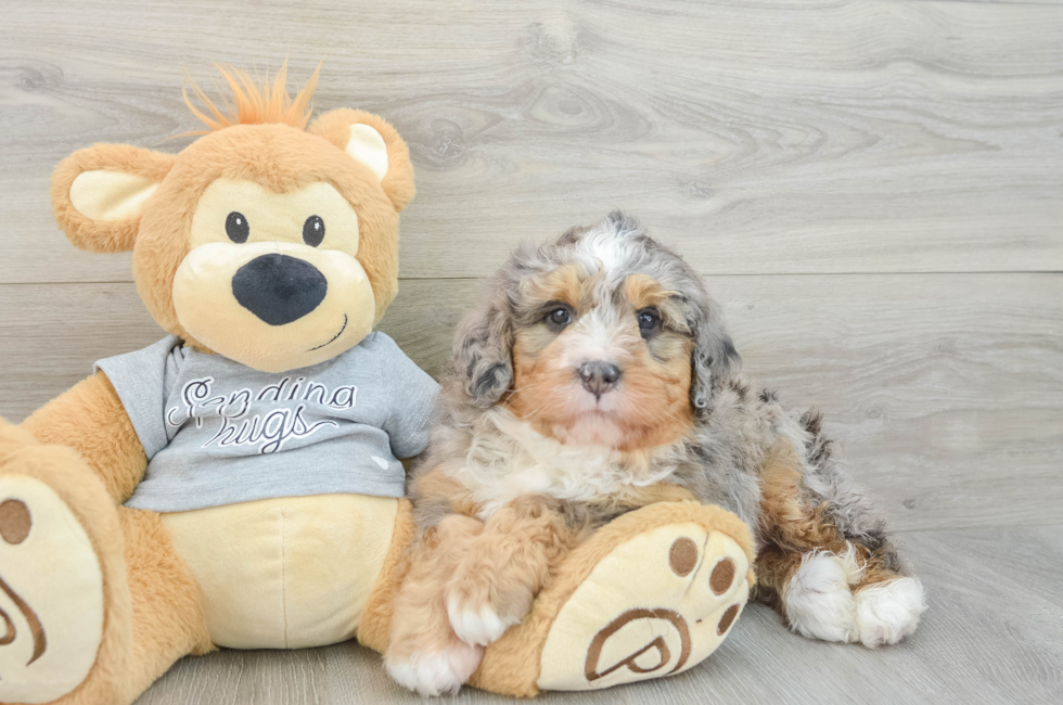 6 week old Mini Bernedoodle Puppy For Sale - Seaside Pups