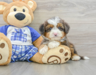 8 week old Mini Bernedoodle Puppy For Sale - Seaside Pups