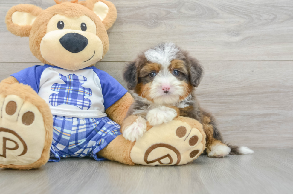 8 week old Mini Bernedoodle Puppy For Sale - Seaside Pups