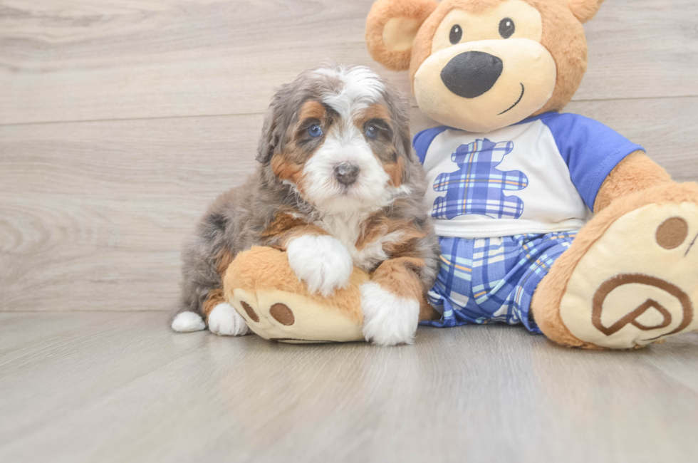 5 week old Mini Bernedoodle Puppy For Sale - Seaside Pups